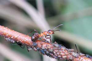 «Распределенный мозг» муравьиной семьи