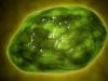 Характеристика, роль и формирование клеточных лизосом Ли зо со мах